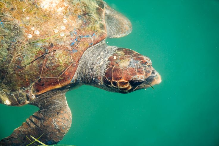 turtles kefalonia